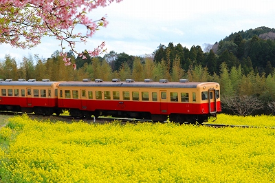 桜と菜の花と小湊鉄道