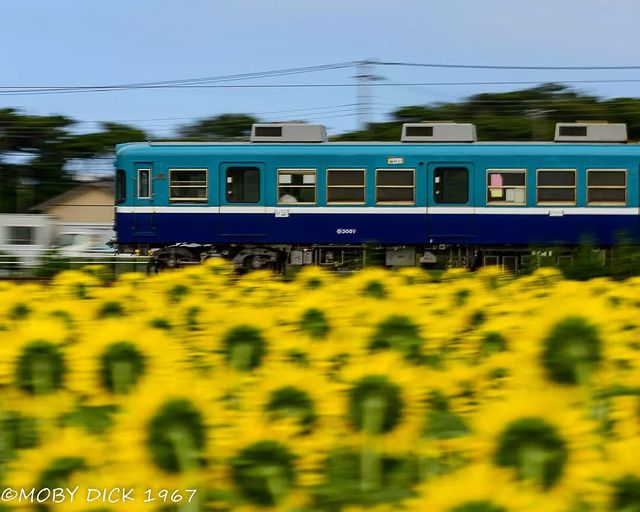 Panning shot of sunflower field and Choshi line